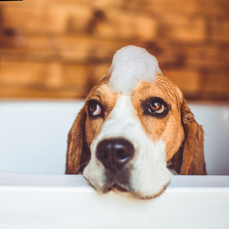Advice on effective treatment against worms, fleas and ticks.