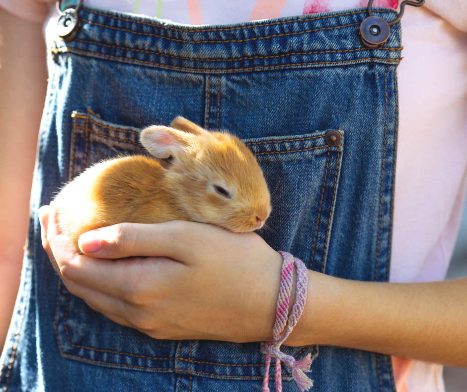 How to take care of your Rabbit.