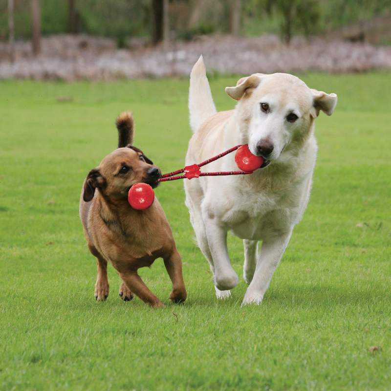 Tips for ensuring chewing safety for your animals.