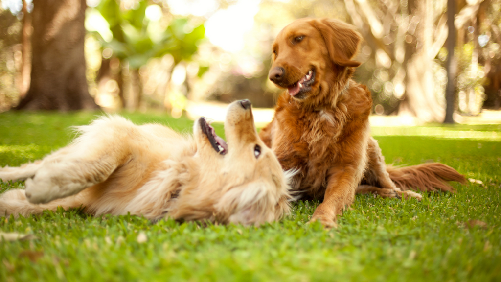 Dogs