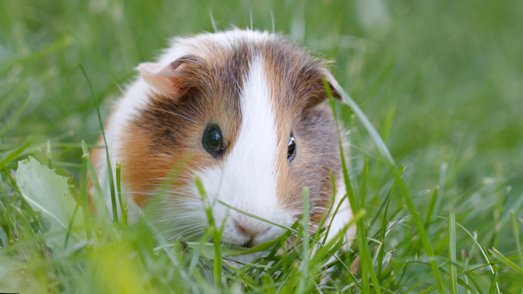 Small Animal